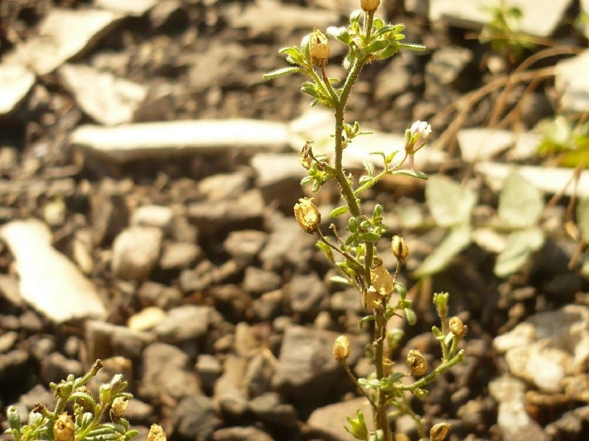 Chaenorrhinum minus subsp. minus (Plantaginaceae)